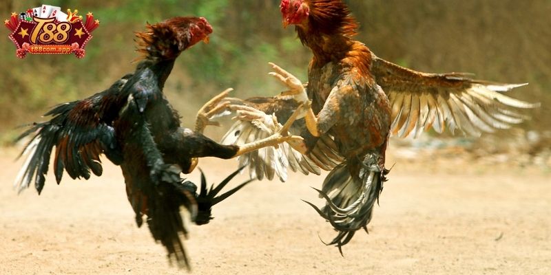 Loại hình đá gà tre kịch tính