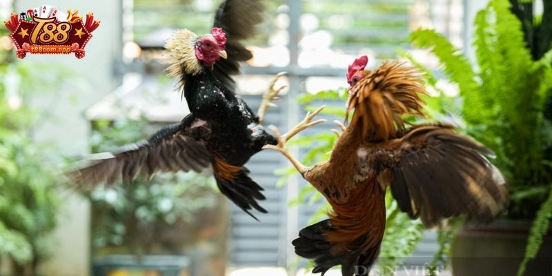 Cửa cược cơ bản trong đá gà tre